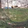 Śmieci, gryzonie i zdewastowany budynek w centrum, wśród bloków